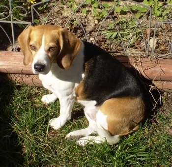 Miss Moo the Beagle sitting outside in front of a garden